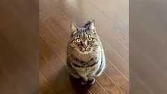 聴こえる?聴こえない?人に聴こえづらい声で鳴く猫さんの「サイレントニャー」で、聴力検査が始まる。「これがモスキート音か…」