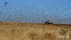 バッタが大量発生、過去60年で最悪の農業被害 伊サルデーニャ島