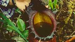 全く興味がなかったのに、なぜ「花の魔力」に取りつかれたのか