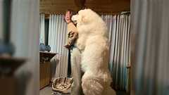 生まれてまだ9ヶ月の “子犬” のあまりのデカさにびっくり「本当に犬なのか!?」「子犬の概念が崩壊」