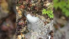 この時期はよく沢水に泡が立っていることがあるけどこれは洗剤汚染とは限らないよ、という勉強になるお話