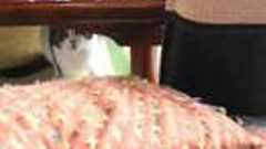 YouTube - 本気でネコに襲われてみた その1