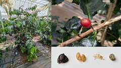 コーヒーの実を収穫して精製して焙煎して飲む 木のオーナーになって、実からコーヒーを作ってみた