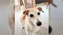 わざと選んだ大型犬OKのマンションで「完全に狙い通り」になった話 天才的発想に「その手があったか!」