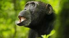 野生のチンパンジーも閉経 「おばあちゃん仮説」再考 | 共同通信