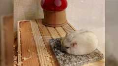 ハムスター暑いだろうと思って大理石を与えてみたら、ハムスターからお餅になった