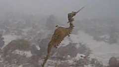 新種の「ルビーシードラゴン」、生きて泳ぐ姿が世界で初めて確認される | ねとらぼ