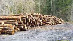 バイオマス - Wikipedia