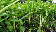 「憎たらしい...」あの手この手で駆除しても繁殖止まらない”地球上最悪”の侵略的植物 「役立つ○○」に生まれ変わらせる作戦で厄介者→人気者に? | 特集 | MBSニュース