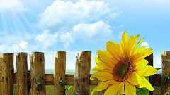 太陽を追ってたわけじゃない!?ヒマワリは時間と日陰に反応している可能性 - ナゾロジー