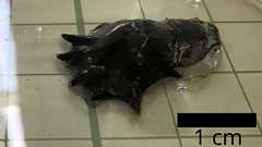 深海に生息する生きた化石「コウモリダコ」の全ゲノム配列が解読されタコの起源が明らかに