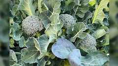 かつて農水省の管轄にあった食品総合研究所に在籍していたことがあるが「オーガニック栽培で野菜などが美味しくなる」というデータは取れなかった