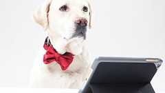 「動画配信戦国時代」を生き抜く条件