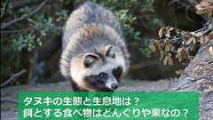 ニホンタヌキの生態と生息地は?餌とする食べ物や天敵についても解説 – 生物モラトリアム