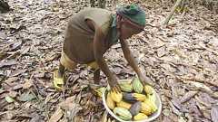 カカオ原産地で横行する児童労働、「ブラックサンダー」は撤廃目指し調達先を変更 日本のチョコ会社で進む現地の農業支援と環境改善