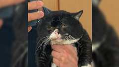 愛猫との思い出に素敵な写真を…と思ったら『無』になってしまった「最高にぶさかわでたまらんです😍」 - Togetter