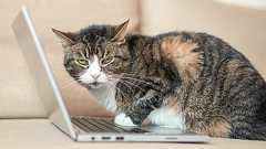 数学の問題文に猫の豆知識を混ぜるとAIのエラーが300%増加する