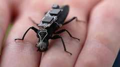 「サイボーグ・ゴキブリ」は未来の捜索救助隊員か 豪研究