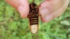 病菌が操る「ゾンビゼミ」、腹部脱落したまま飛行 交尾で感染拡大