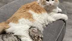 猫が家畜化された時期と起源は?失われた歴史が遺伝子研究で明らかに | カラパイア