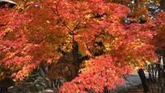 伊東園ホテルズのマスク未着用宿泊拒否をめぐる案件について : マスク未着用途中降機乗客の記録