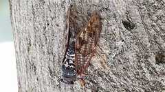 1537年周期で大量発生 新種の素数ゼミ発見 千葉電波大