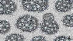 コンピューターウイルスの撮影に成功 千葉電波大