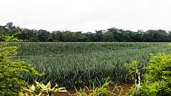 自国では禁止、しかし輸出をして、自分のために危険な農薬を使わせる欺瞞 | 「化学植民地主義」は続いている