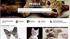 商用利用無料のネコの写真素材がいっぱいある! -Pexels Cats