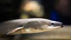 あなたも食べてる「違法ウナギ」排除 イオン新商品の画期