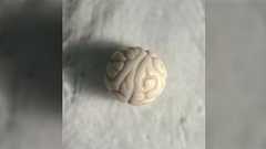 「山に脳みそみたいな石がたくさん落ちてたんですけど」3ミリから5ミリくらいでシワが刻まれたこれ、一体なに?バイオBB弾、菩提樹の実など予想が集まる