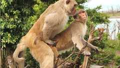 オスザルの一部は同性へのマウンティング時に「挿入&射精」していたと判明 - ナゾロジー