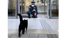 猫と警備員、おかえり警備員さん 4カ月ぶり再会に甘えるケンちゃん