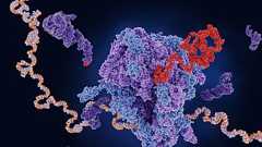 寿命タイマーと考えられていた「テロメア」にまったく新しい機能が見つかる! - ナゾロジー