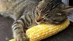 幸せそうなかわいい寝顔 とうもろこしを枕に寝る猫ちゃんがとっても気持ちよさそう | ねとらぼ