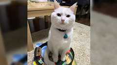 Nintendo Switchの『リングフィット アドベンチャー』脳筋ゲーム過ぎて筋トレ情報まみれになる「腹筋の鍛え方が足りないんです」