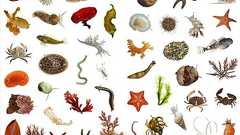 地球上の生物は86%が未知種?