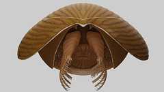 5億年前に生息していたアノマロカリスの仲間の化石が新たに発見される