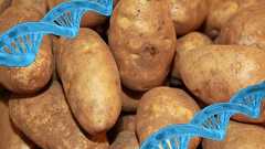 ジャガイモはトマトとの交雑で900万年前に誕生したと判明 - ナゾロジー