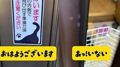 「猫がいます ドアの内側で飛び出す準備万端」と貼られたドアを開けたら…… 驚きの位置からのお出迎えが140万再生 | ねとらぼ