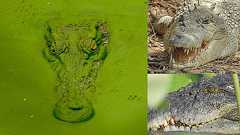 系統樹マンダラでワニの進化研究の全貌を明らかにする! | academist (アカデミスト)