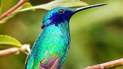 人間が想像すらできない「色」を鳥が見ていることが3年にわたる実験で示される