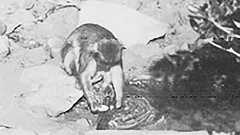 みんなの想いが奇跡を起こす?「百匹目の猿現象」の真相