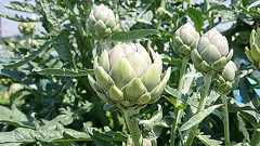 アーティチョークを育てたら大好物になった