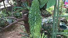 ゴーヤのプランター栽培|マンションのベランダでの育て方