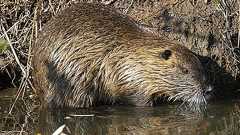 今日の野良鼠(1月11日) - pokoponにっき