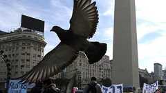 刑務所に麻薬「配達」、ハトを射殺 アルゼンチン