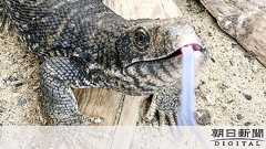 ヘビの檻に生きたウサギ 動画投稿者「餌あげ何が悪い」:朝日新聞