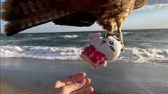 Xで「#二度と撮れない画像を貼れ」タグが大流行、数万いいね超えのさまざまな奇跡の一瞬を捉えた画像や動画が集まる、いいね順バズツイートまとめ