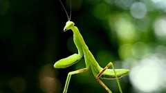 カマキリ「共食い控えないと…」 消費増税、自然界にもしわ寄せ